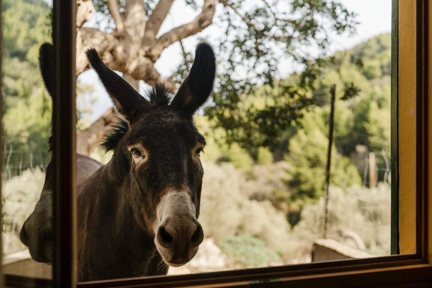 فيلا Casa Tramuntana فايديموسا الغرفة الصورة